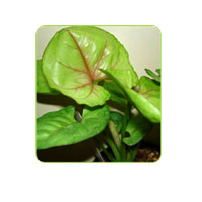 Yuacca