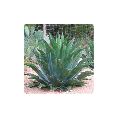 Agaves