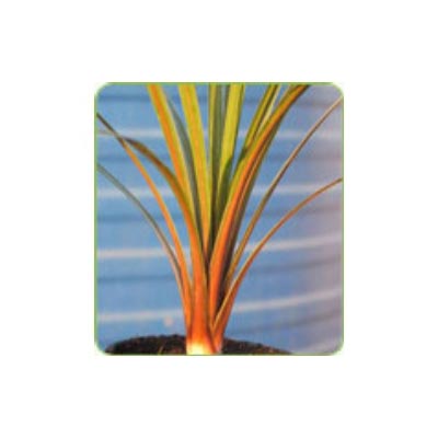 Cordylines