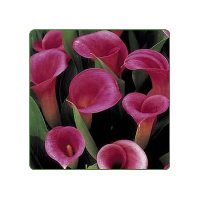 Zantedeschia